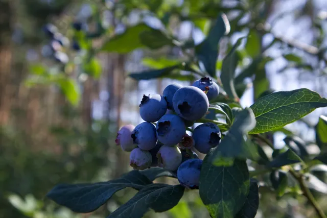 blueberry
