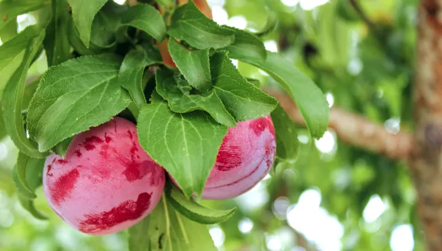 Plum