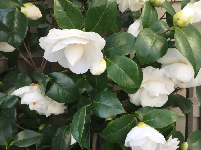 camellia