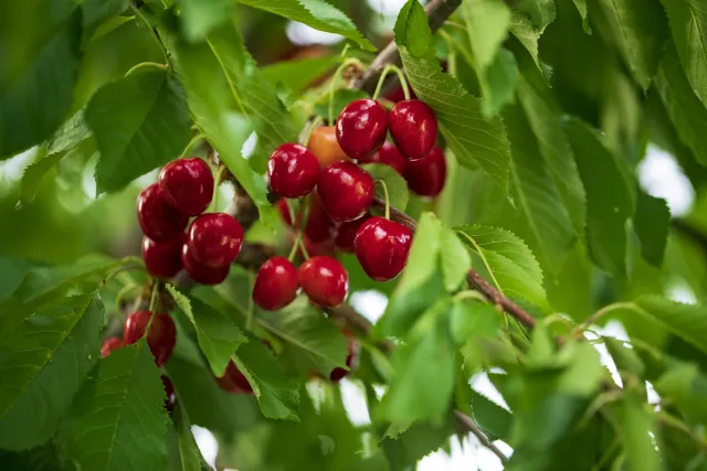 cherry