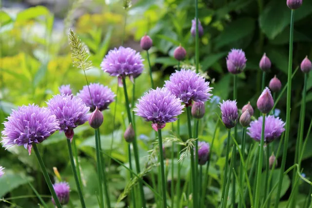 chives