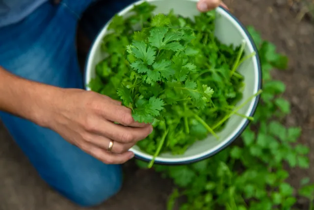 cilantro