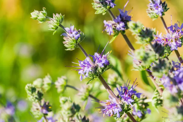 Salvia Clevelandii