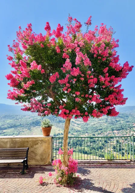 crape myrtle