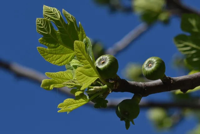 figs