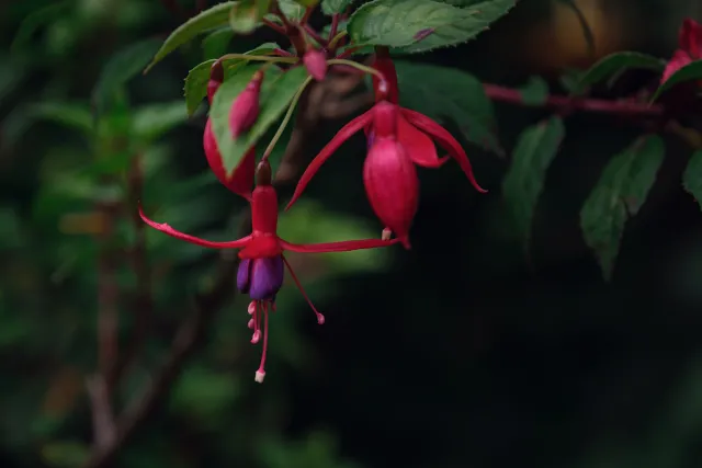 fuchsia