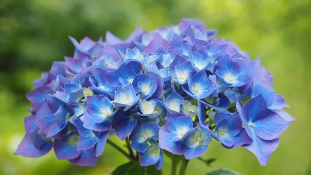 hydrangea macro