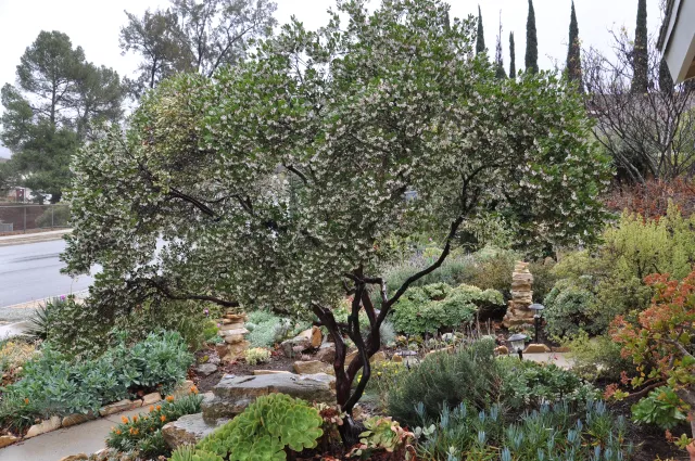 manzanita