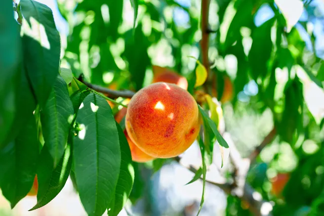 peach tree