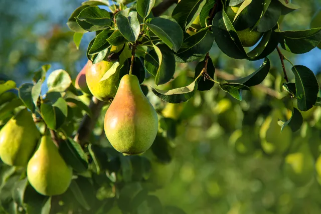 pear tree