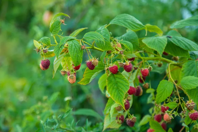 raspberry