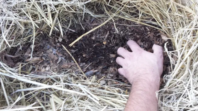 No Till - 3 months after adding 3 inches chicken manure, wood chip and straw mix & keeping moist. Kevin Marini