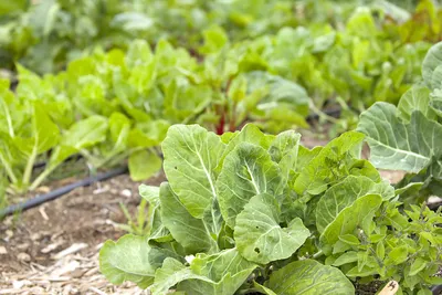 Vegetable Field