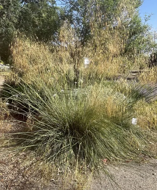 Giant Feather Grass (Stipa Gigantea) at the Demonstration Garden in May 2025. Anne Ryder