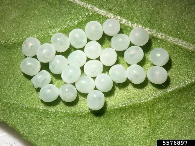 The underside of a leaf with a few dozen of white eggs from a brown marmorated stink bugs.