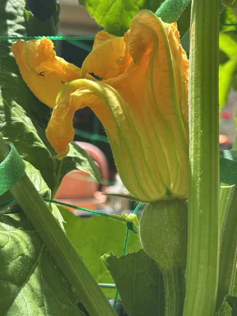 baby pumpkin