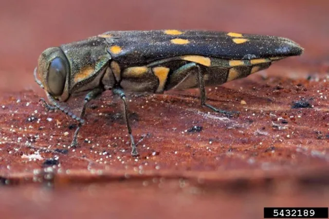 Black beetle with gold spots standing on red tree bark.