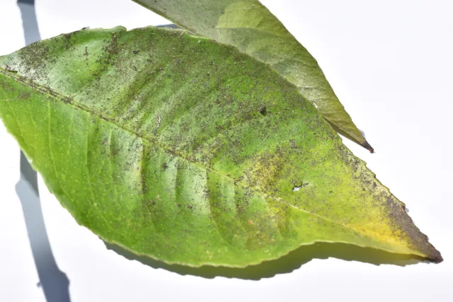 Citrus leaf with sooty mold