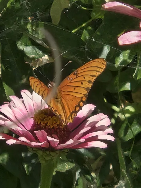 grace garden gulf frittallry