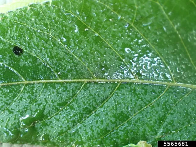 The shiny wet-looking honey excreted by aphids on top of a walnut leaf