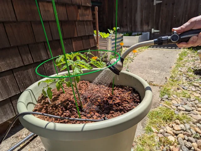 Watering tomato plant.