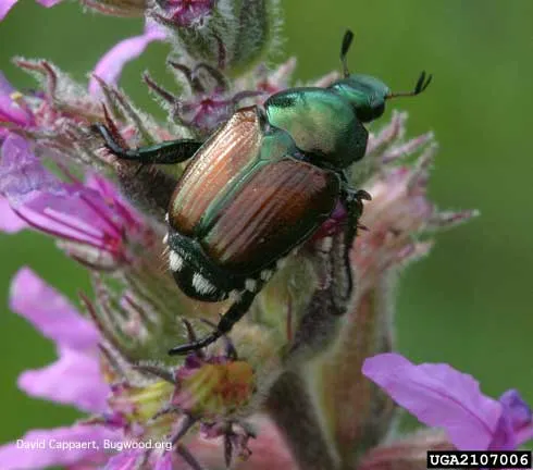 Beetle with metallic green body and copper-colored wings sitting on a pink flower blossom.