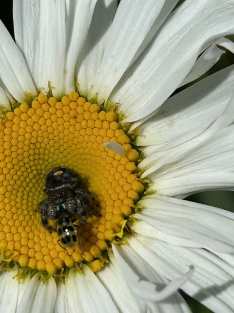 jumping spider with cucumber beetle in its jaws on a daisy flower