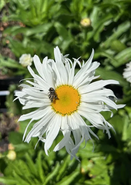 jumping spider with prey in its jaws on top of a white daisy flower