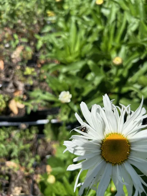 jumping spider at the edge of a daisy flower