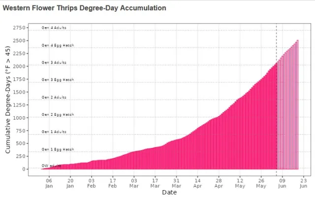 thrips model