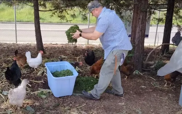 Man with tub of fresh greens feeding chickens