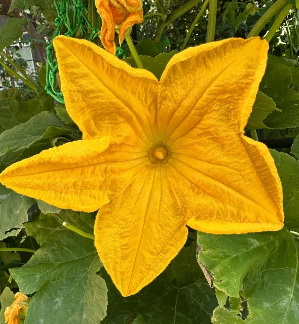 bright yellow pumpkin blossom