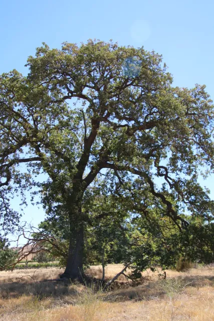 Valley Oak by Denise Godbout-Avant.jpg