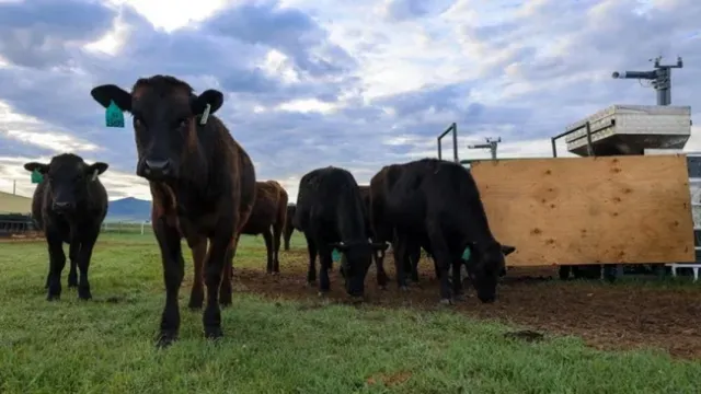 Novillos de carne pastorean en un rancho en Montana. 