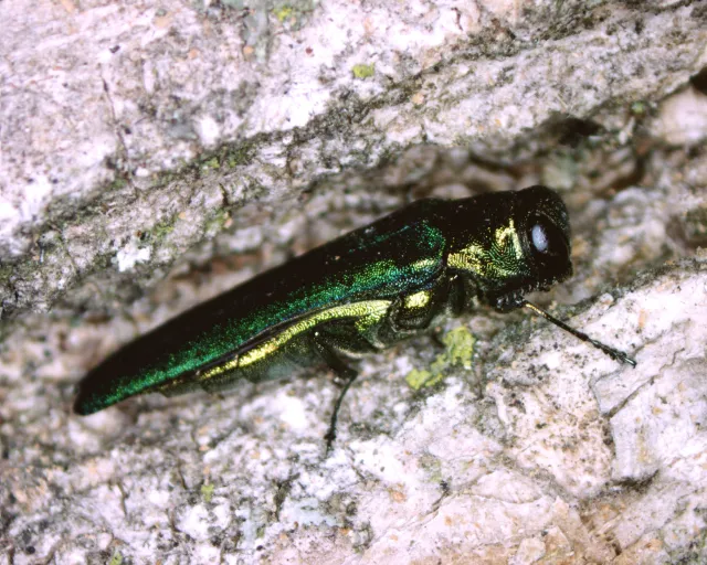 Metallic green beetle inside a narrow tunnel of tan colored tree.