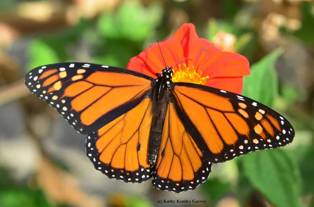 A male monarch butterfly nectaring on a Mexican sunflower, Tithonia rotundifola. (Photo by Kathy Keatley Garvey)