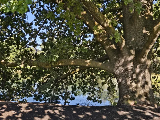 UC arboretum tree