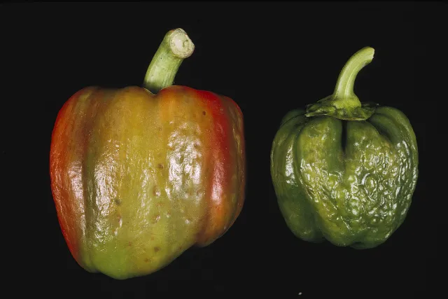 Discoloration and distortion of peppers from Cucumber Mosaic Virus. Dennis H. Hall, UC IPM Program