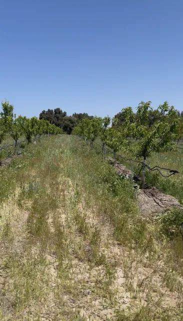 Stone fruit orchard