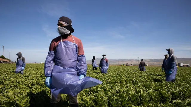 Estudios arrojan necesidades de información entre los trabajadores agrícolas.