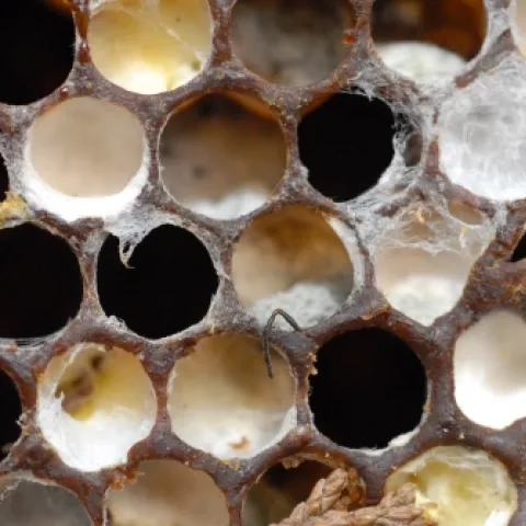 The antenna of a honey bee pokes out of an abandoned hive. Colony collapse disorder? Perhaps. (Photo by Kathy Keatley Garvey)