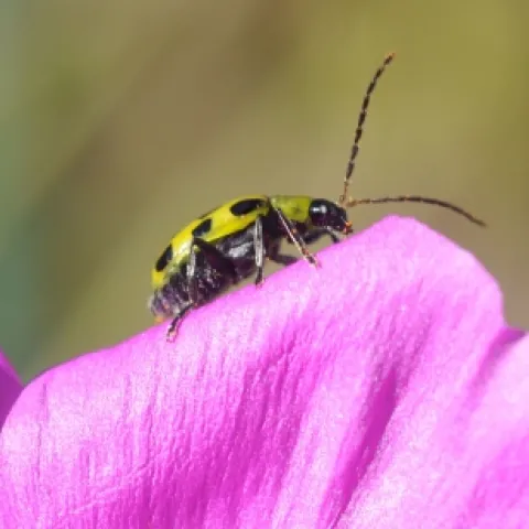 SPOTTED CUCUMBER BEETLE--A spotted cucumber beetle on a rock purslane. (Photo by Kathy Keatley Garvey)