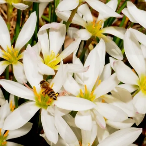 HONEY BEE, packing pollen, heads into a patch of Argentine rain lilies (Zephyranthes candida) in the White Garden, UC Davis Arboretum. (Photo by Kathy Keatley Garvey)