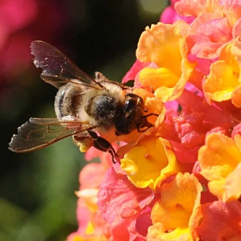 RAGGED WINGS of a honey bee. She is nectaring lantana. (Photo by Kathy Keatley Garvey)