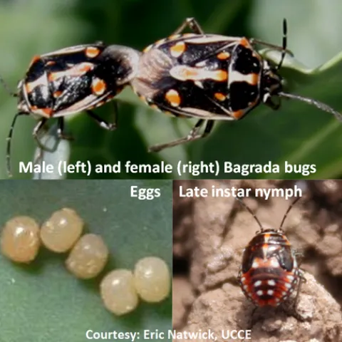 Bagrada bug