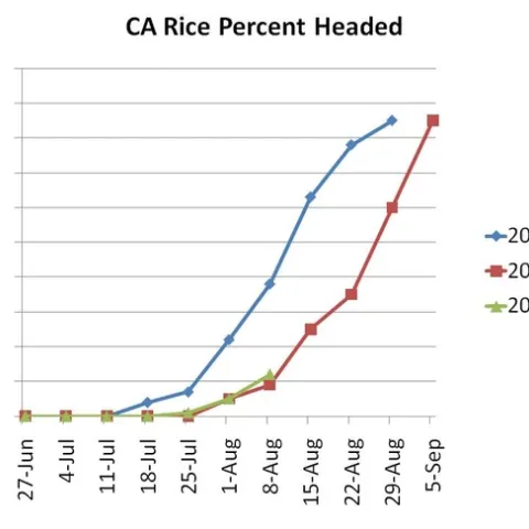 Rice headed