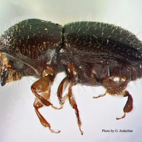 Tea Shot Hole Borer (Euwallacea fornicatus). The pest is about the length of Lincoln’s nose on a penny. Photo by G. Arakelian.