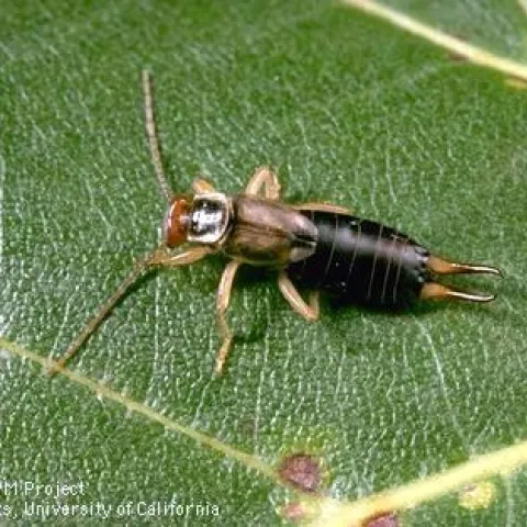 earwigs