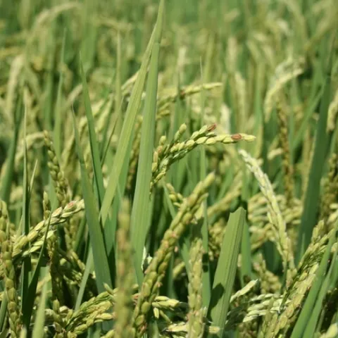 Headed rice