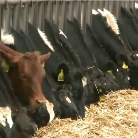 Dairy-cows